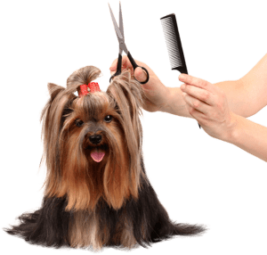 dog getting groomed