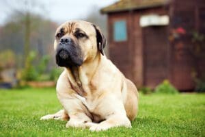 dog in the garden PRM4JGJ