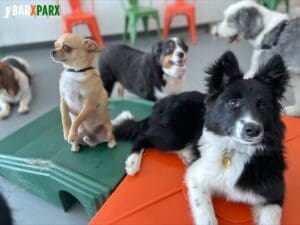 Barx Parx 1