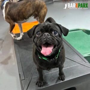 Barx Parx 8