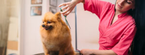 Pet groomer with scissors makes grooming dog