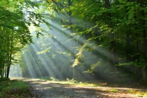 Beneath,The,Towering,Trees,,A,Stunning,Scene,Is,Revealed,As