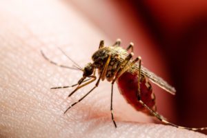 Dangerous,Malaria,Infected,Culex,Mosquito,Bite,,Leishmaniasis,,Encephalitis,,Yellow,Fever,