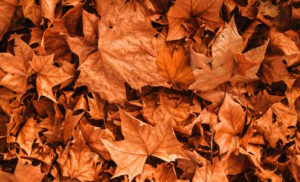 Fall Large