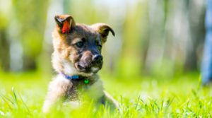 beautiful little puppy posing sitting in green grass on the lawn