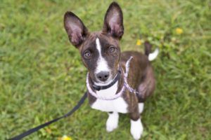 A,Basenji,In,The,Park,On,The,Grass