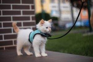 Cute,Fluffy,Kitten,Walking,On,The,Leash,Outdoor.