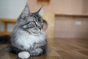 A,Big,White,And,Gray,Cute,Maine,Coon,Cat,Is