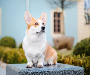 curious corgi dog sitting on pillar outside 1200x1000 1